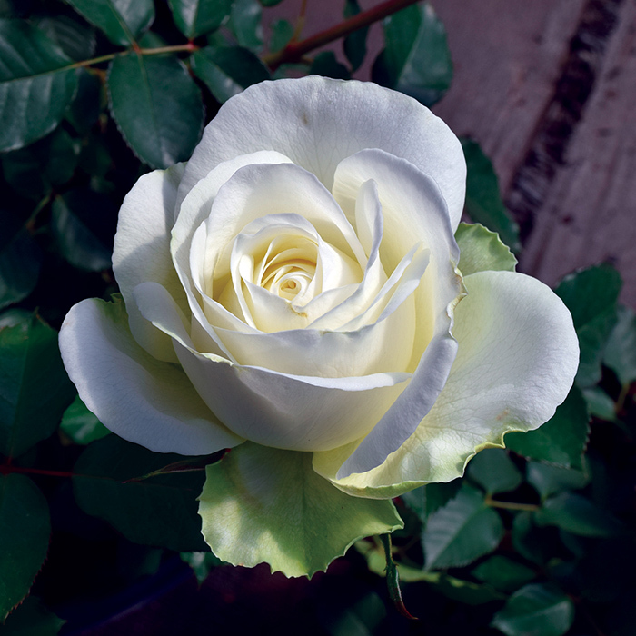 white hybrid tea roses