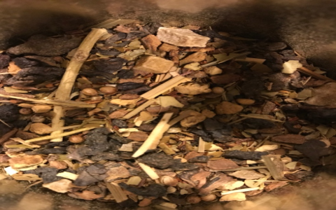 teavana maharaja chai oolong tea