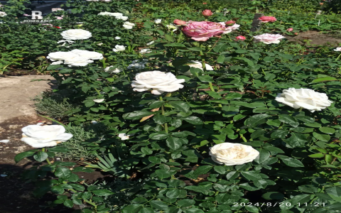 white hybrid tea rose