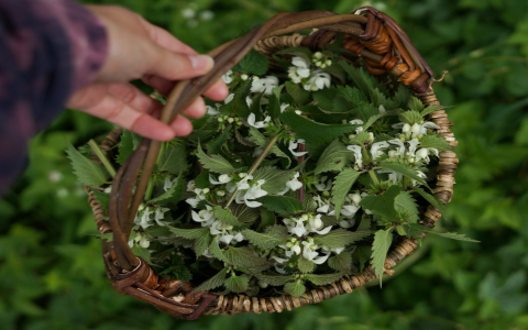white blooming tea