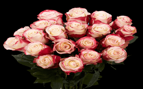 tea rose white