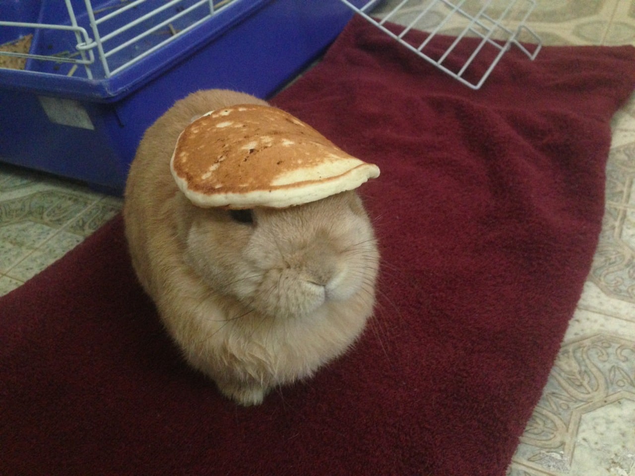 oolong the pancake rabbit