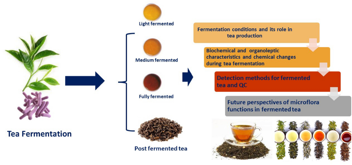 Black Tea 101: Understanding the Fermentation Process