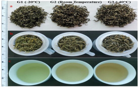 green vs white tea