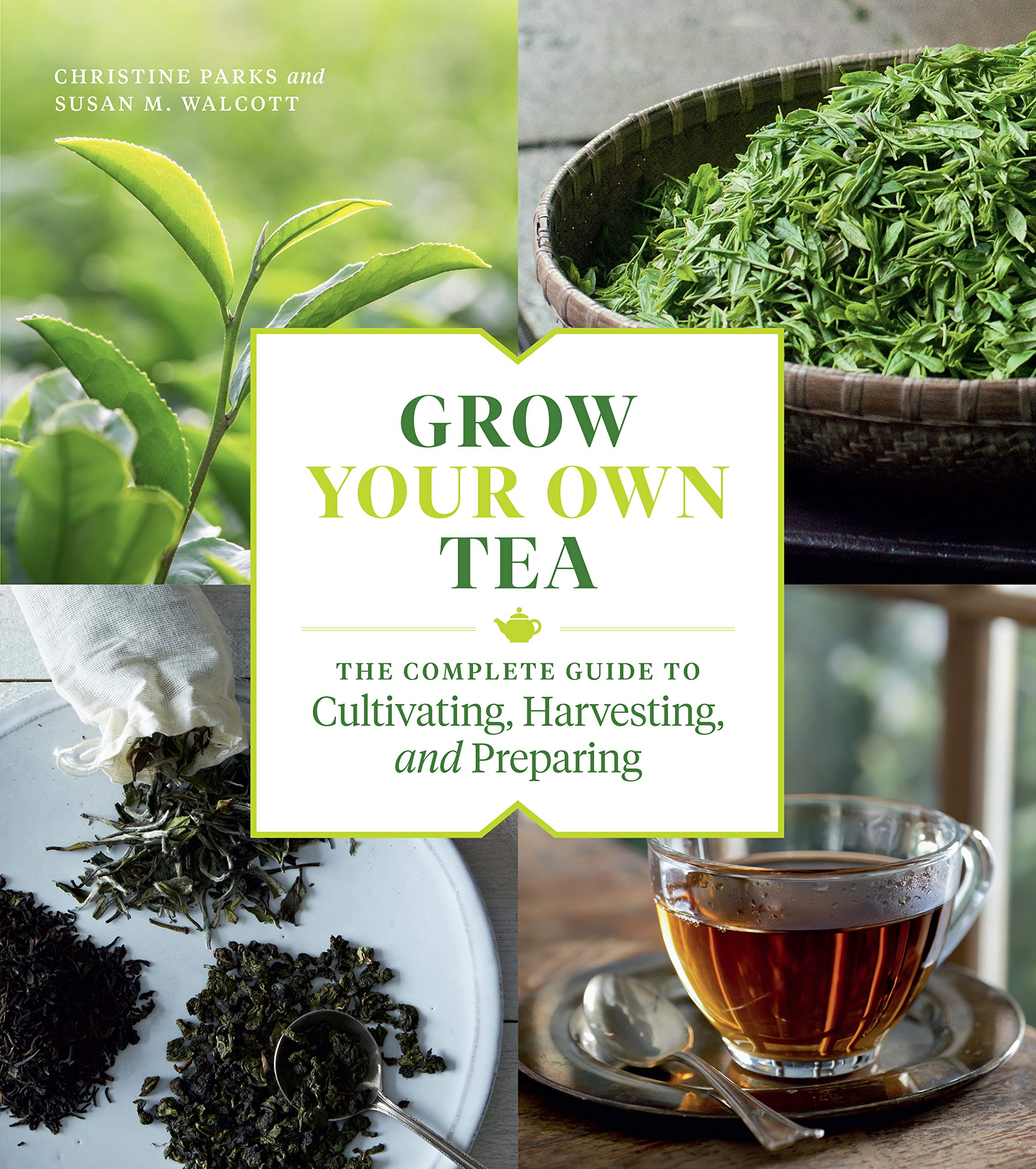 The Complete Guide to Black Tea Seeds and Cultivation