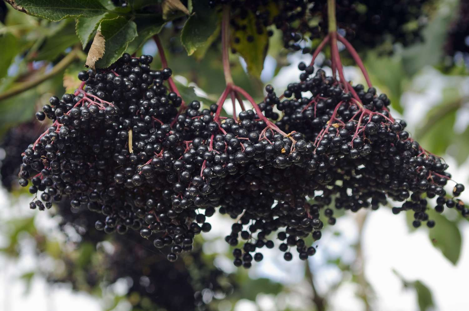 Black Elder Tea Benefits (Easy Ways to Boost Your Health)