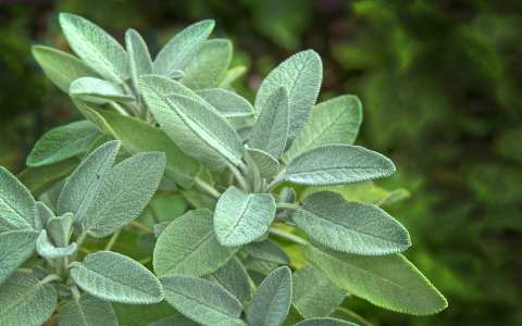 white sage tea