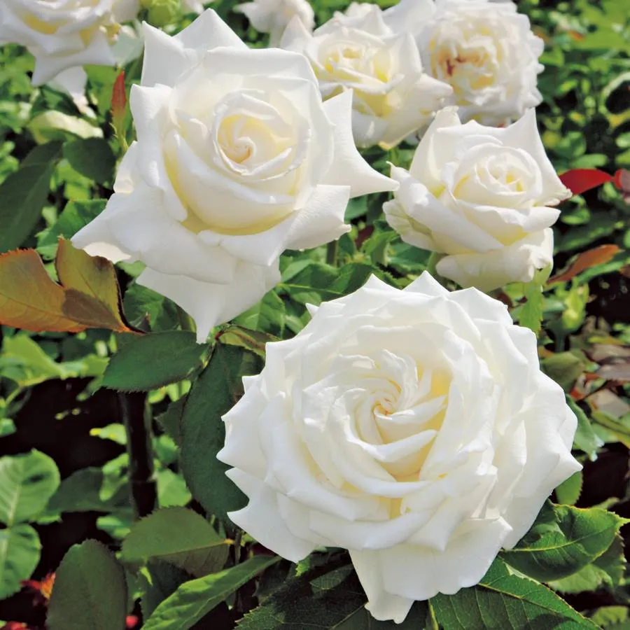 white hybrid tea roses
