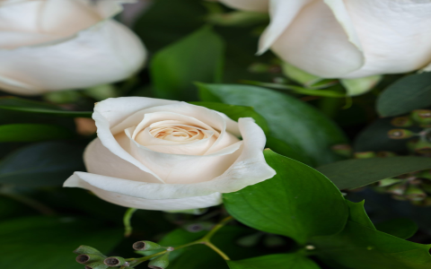 white rose hybrid tea