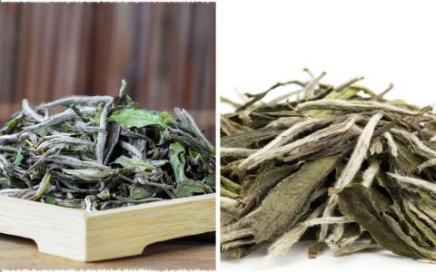 difference between white tea and green tea