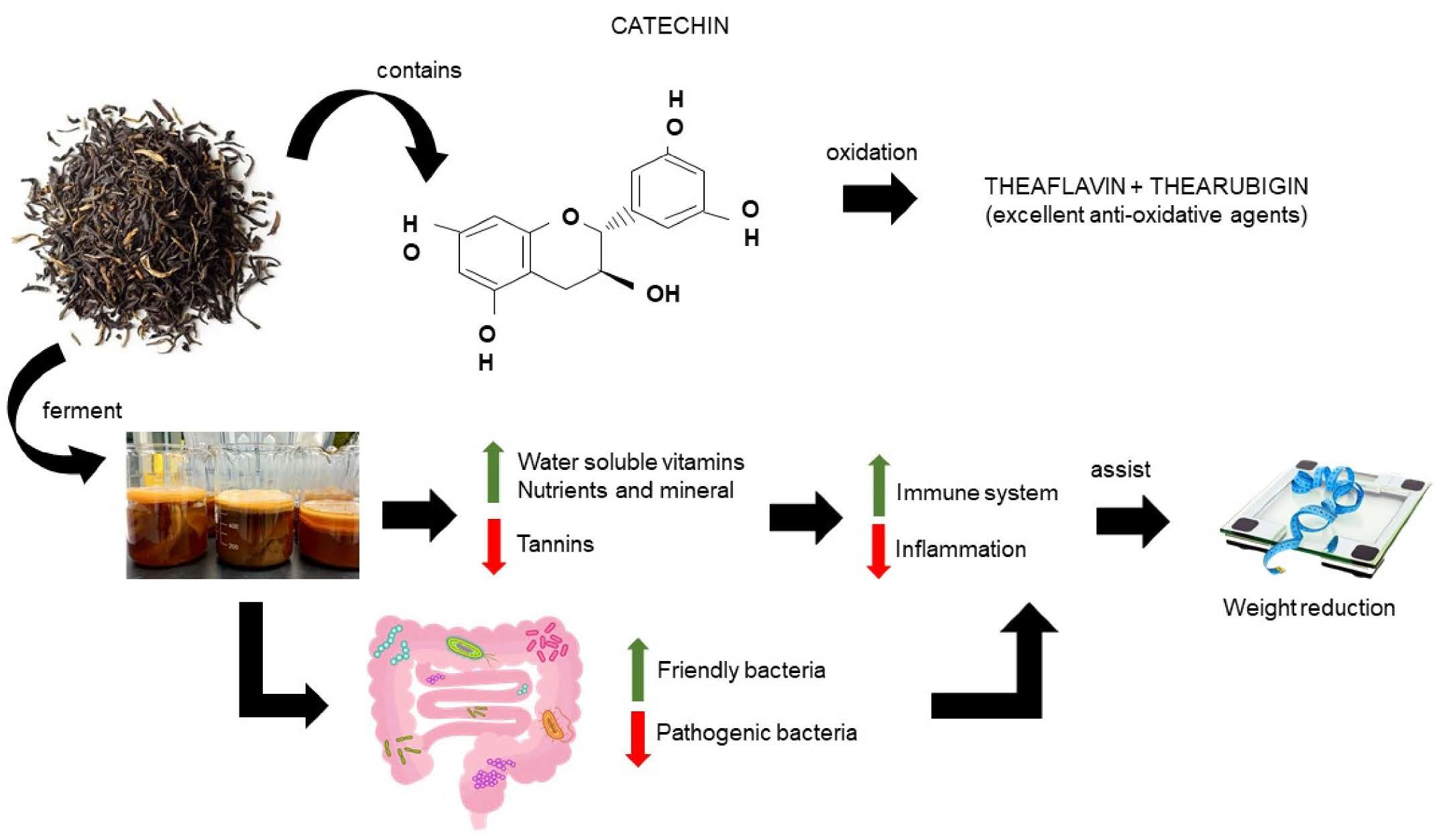 Black Tea 101: Understanding the Fermentation Process