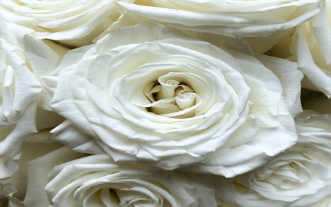 white rose tea