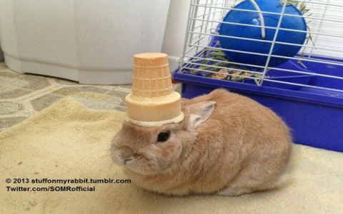 oolong bunny