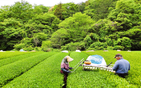 best green tea