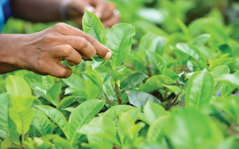 The Complete Guide to Black Tea Seeds and Cultivation