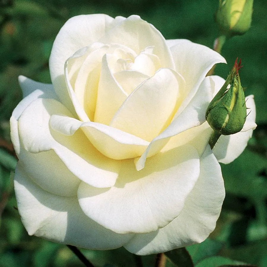 white hybrid tea roses