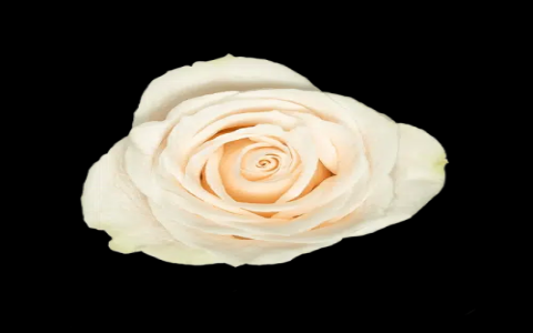 white hybrid tea roses