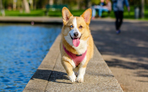 green tea for dogs
