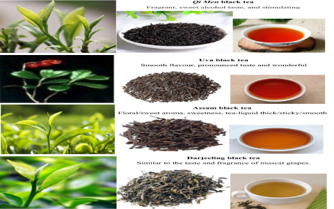 differences between black tea and green tea
