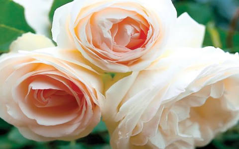 white tea roses