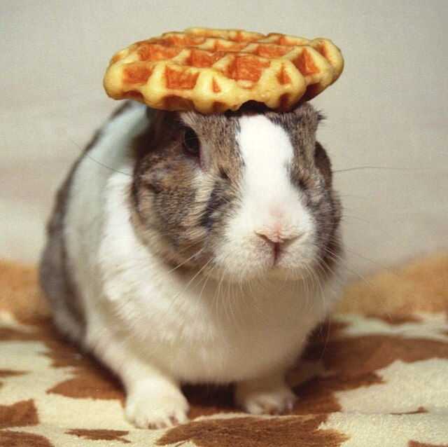 oolong rabbit