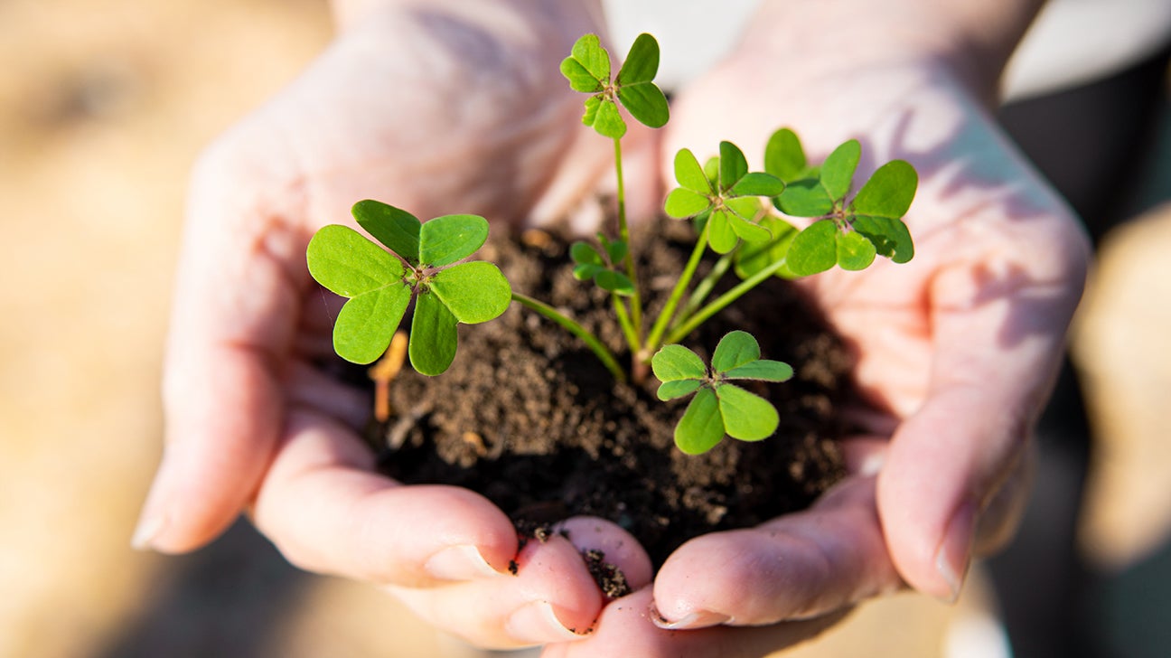 white clover tea benefits