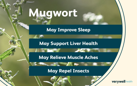 white tea essential oil benefits