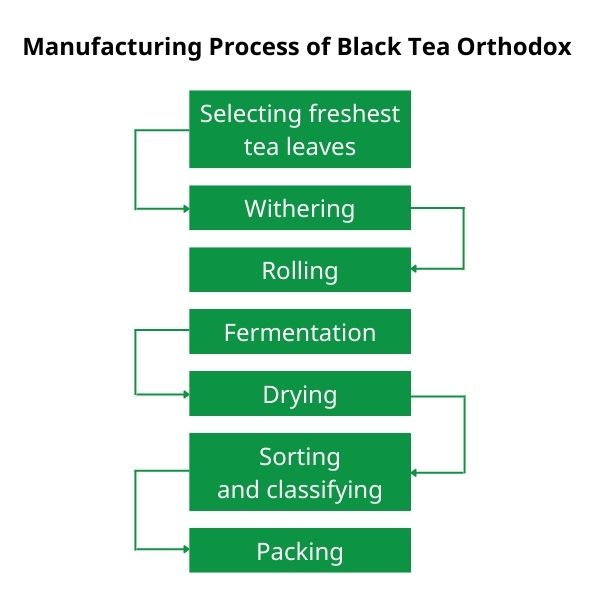 Black Tea 101: Understanding the Fermentation Process