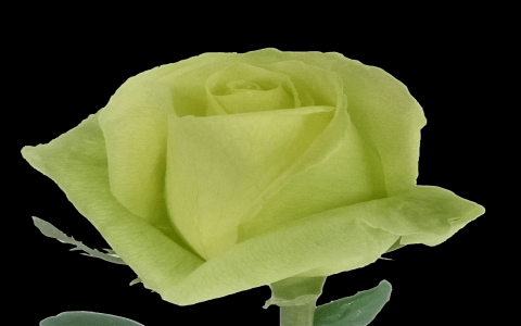 rose green tea
