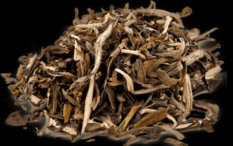 white tea steep time
