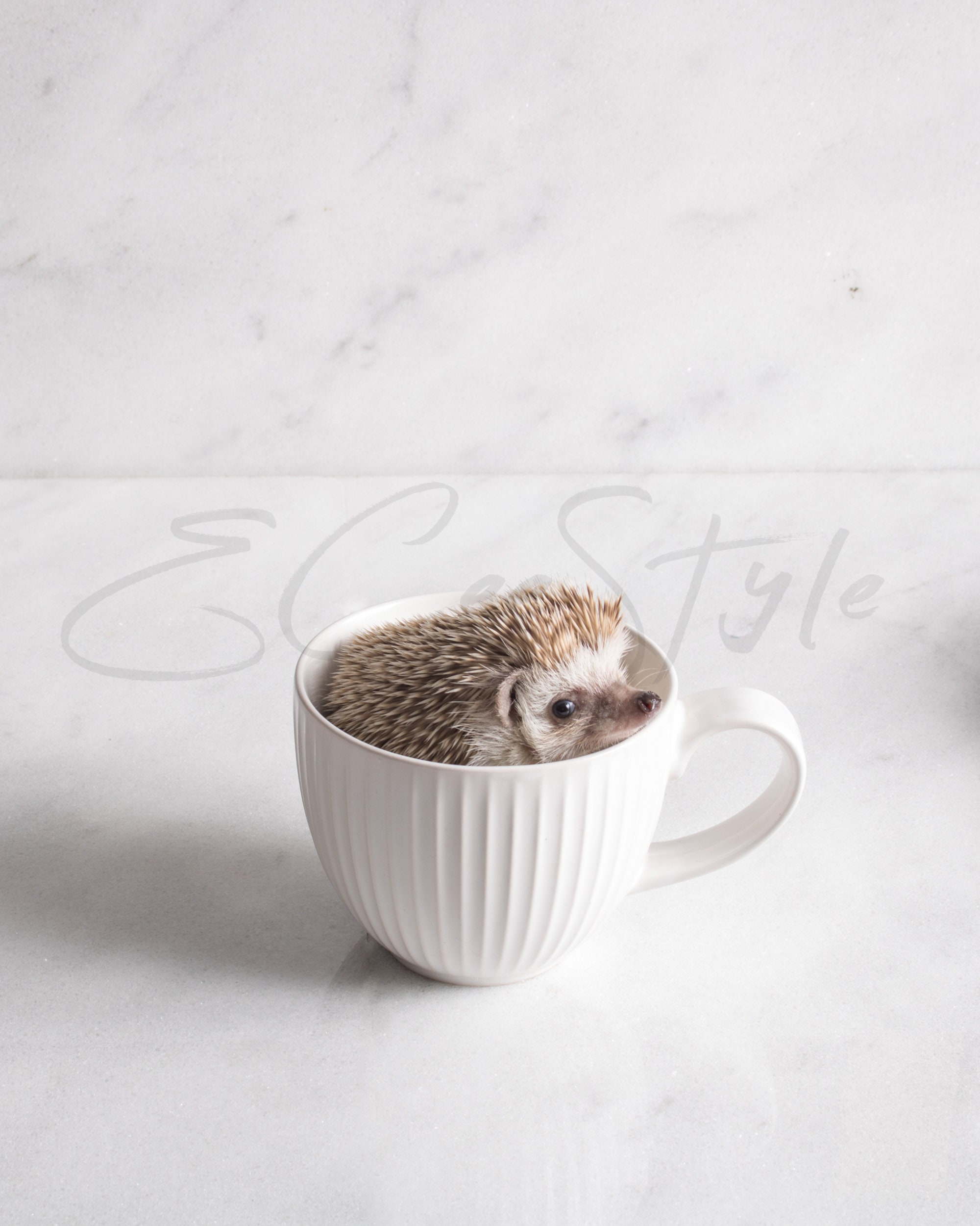 Adorable Tea Set Hedgehog in a Teacup Suramity How to Get Your Own Cute Ceramic Pet Right Now
