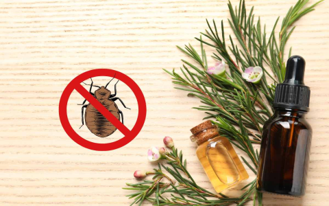 tea tree oil to kill bed bugs