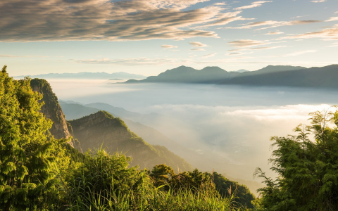 high mountain oolong tea from taiwan