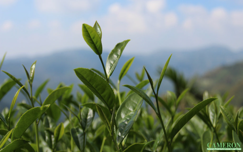 taiwan high mountain oolong tea