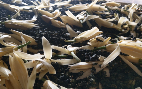 orchid oolong