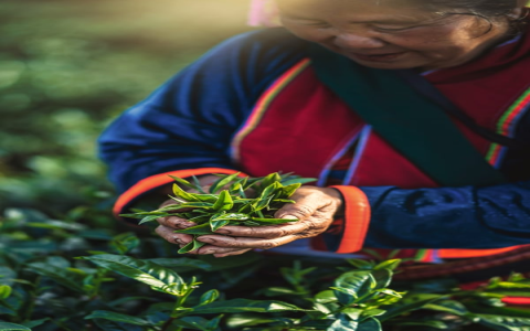 Different Types of Black Tea: Learn Which One Youll Love Most!
