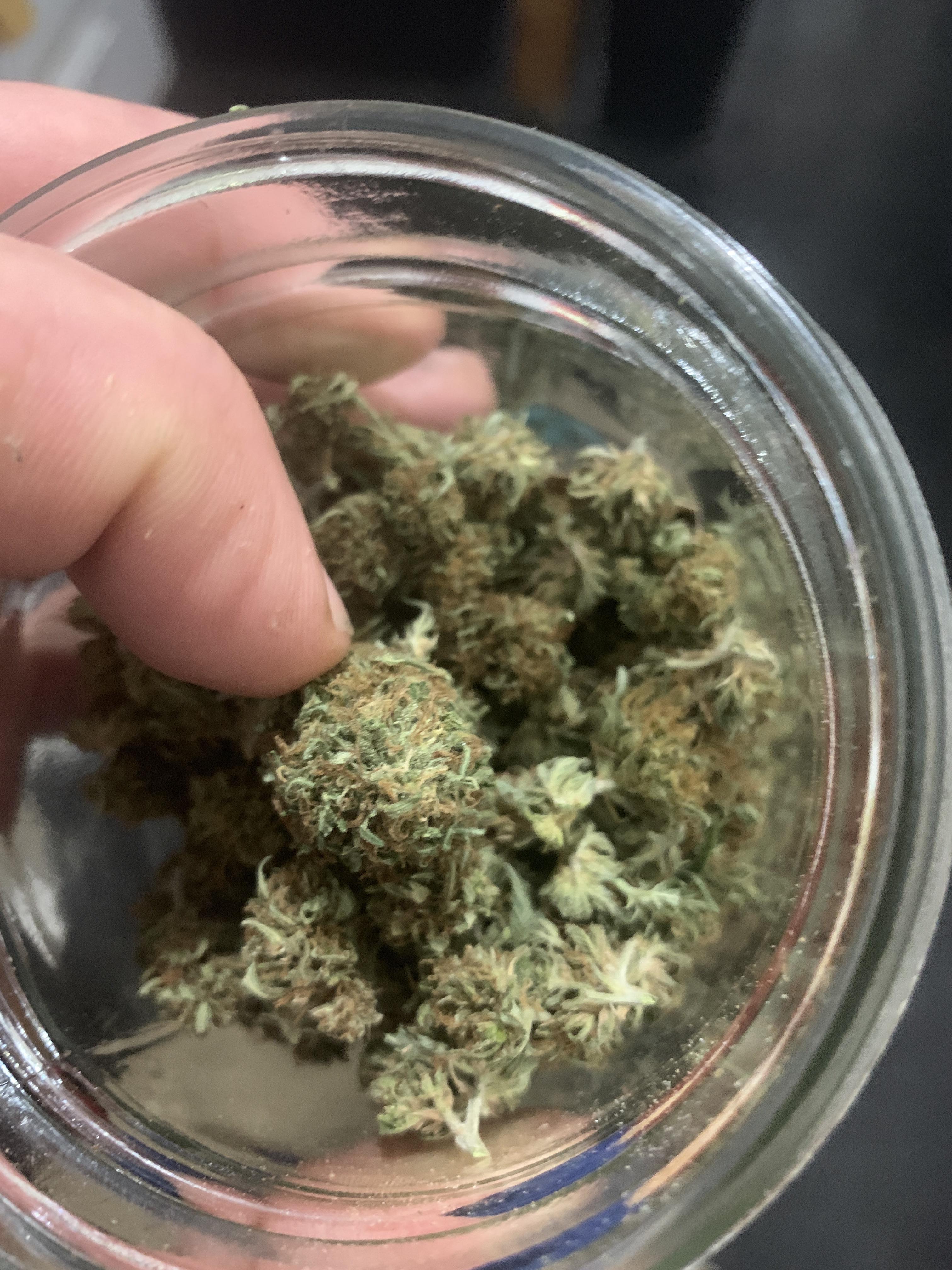 green tea strain