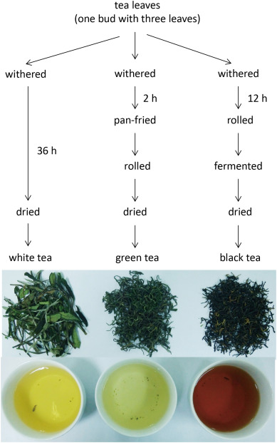 white tea versus green tea benefits