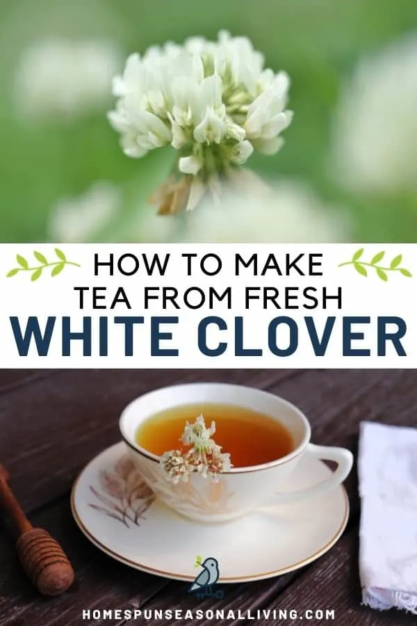how to make white clover tea