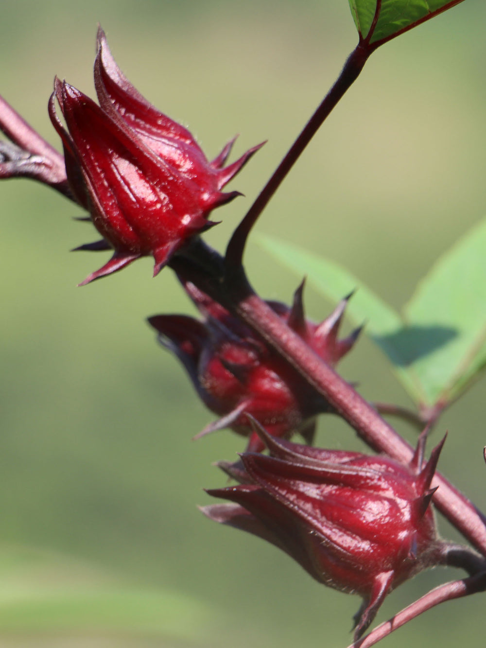 hibiscus green tea