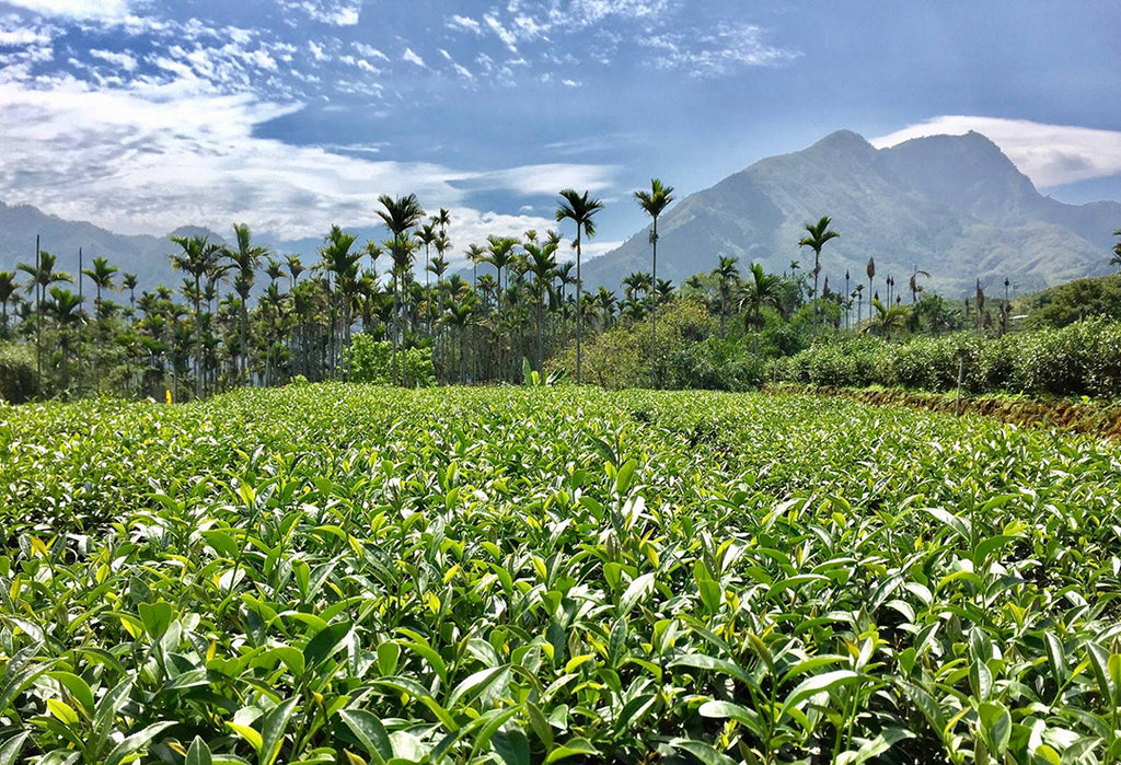 oolong tree