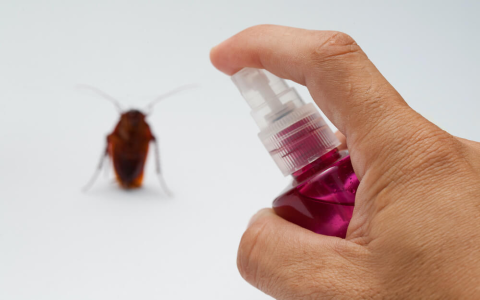 can tea tree oil kill bed bugs