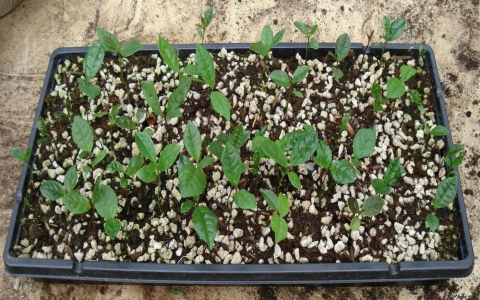 green tea seeds