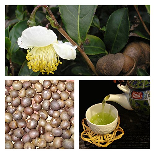 green tea seeds