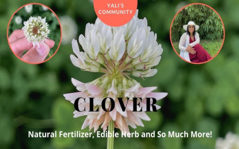 how to make white clover tea
