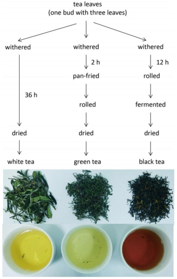 is oolong white tea