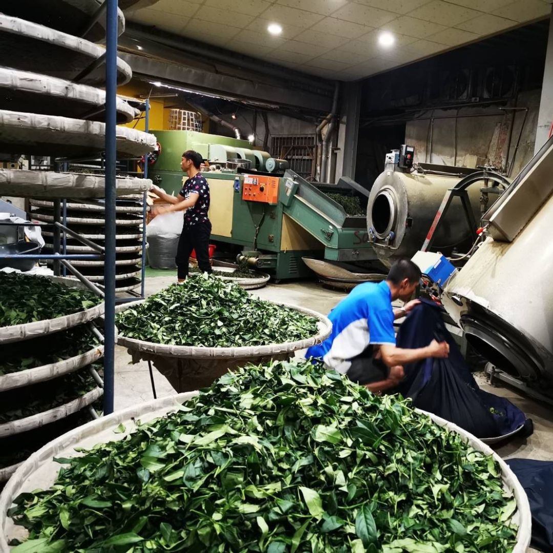 fresh oolong store