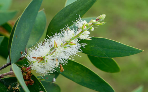 tea tree white flowers